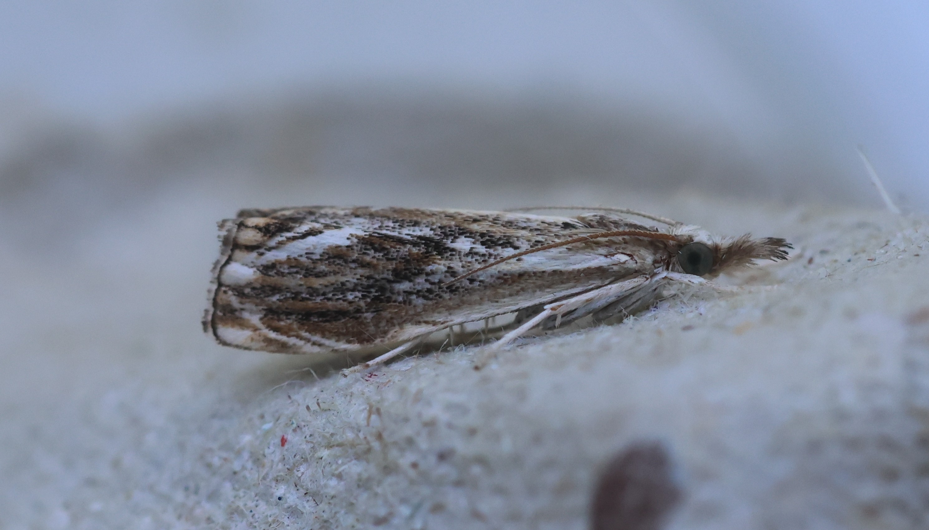 Photo of Marbled Grass-veneer (Catoptria verellus)